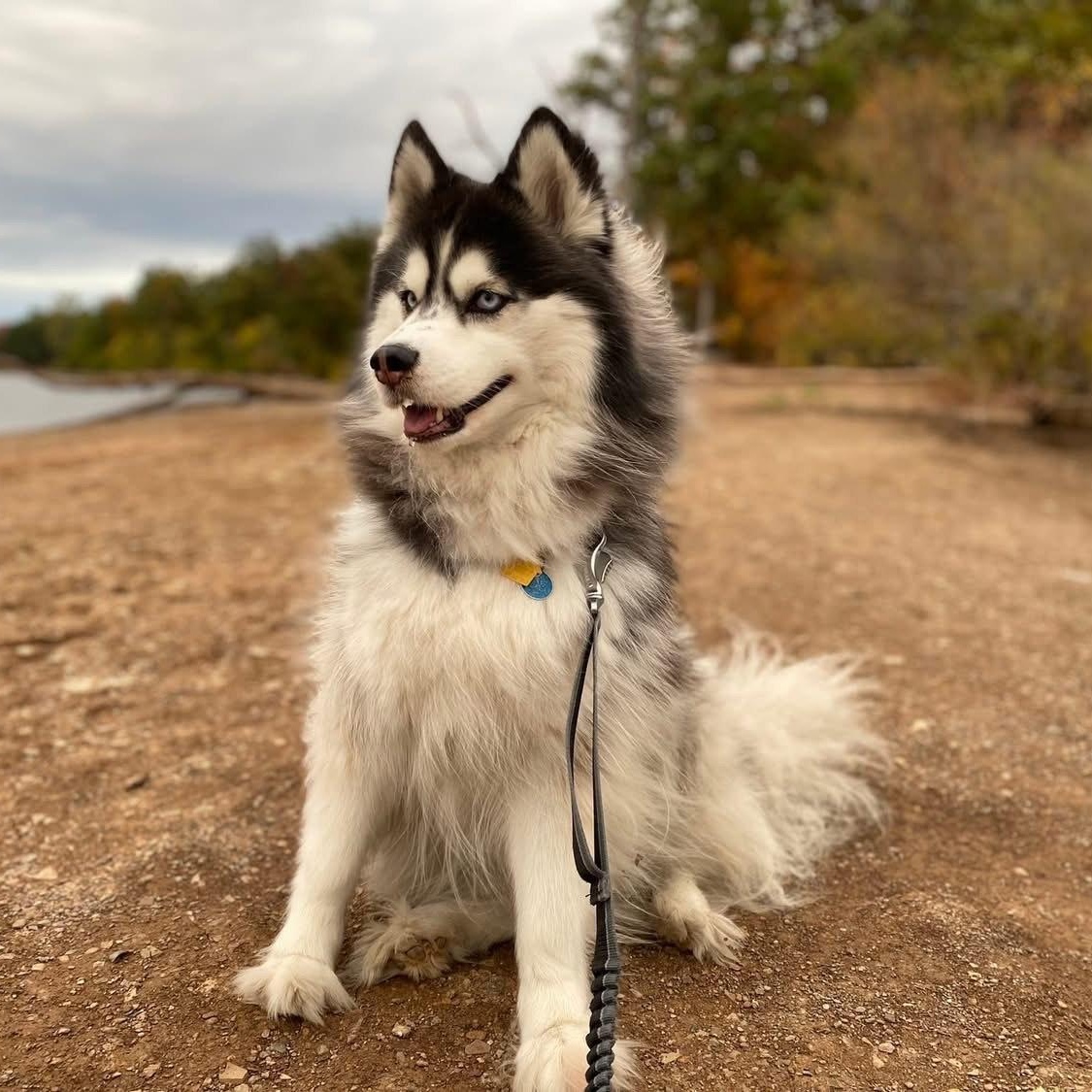 Luna (courtesy post), a Adoptable Siberian Husky in Powell, OH image 2/5