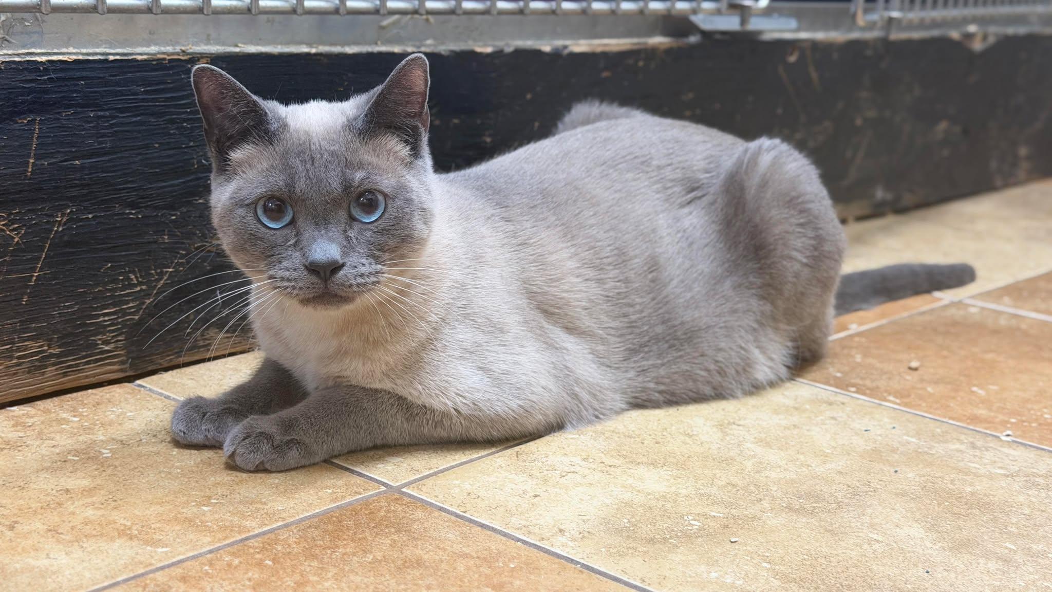 COMMANDER ROBERT "BOB" HICKS, a Adoptable mixed breed in Murrieta, CA image 4/6