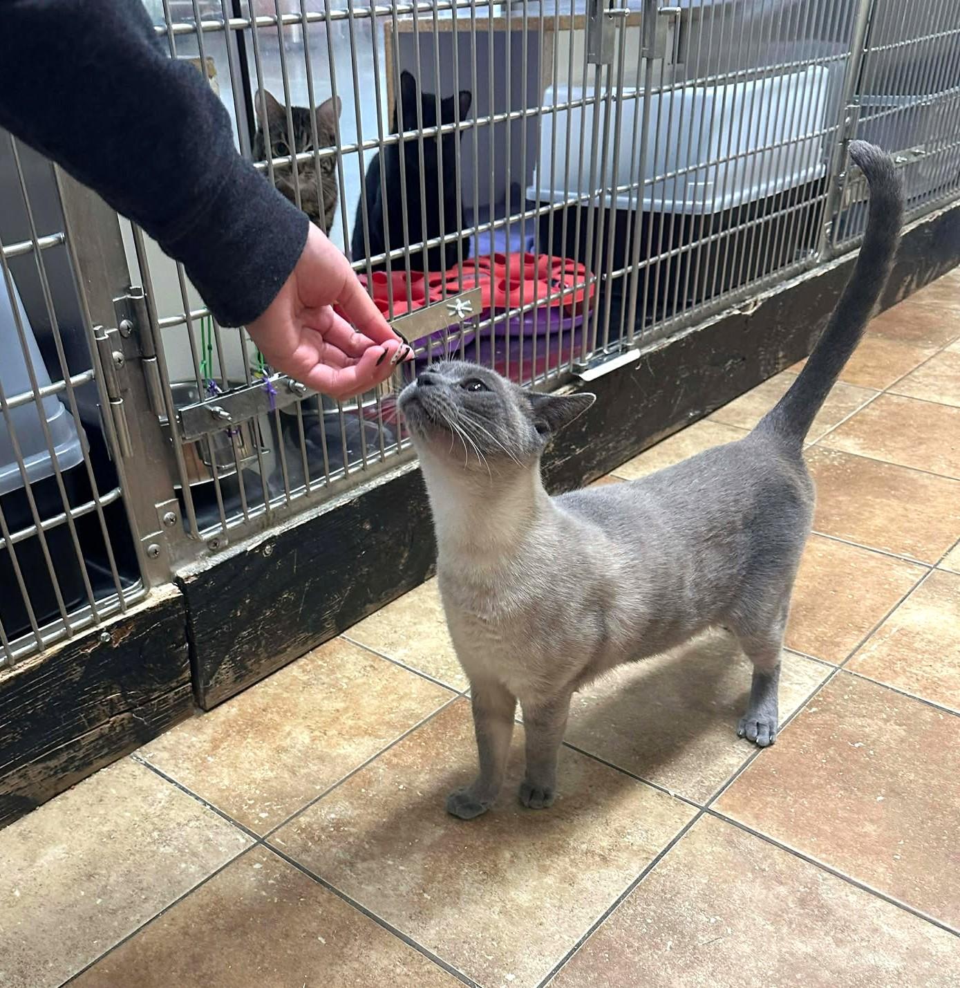 COMMANDER ROBERT "BOB" HICKS, a Adoptable mixed breed in Murrieta, CA image 3/6