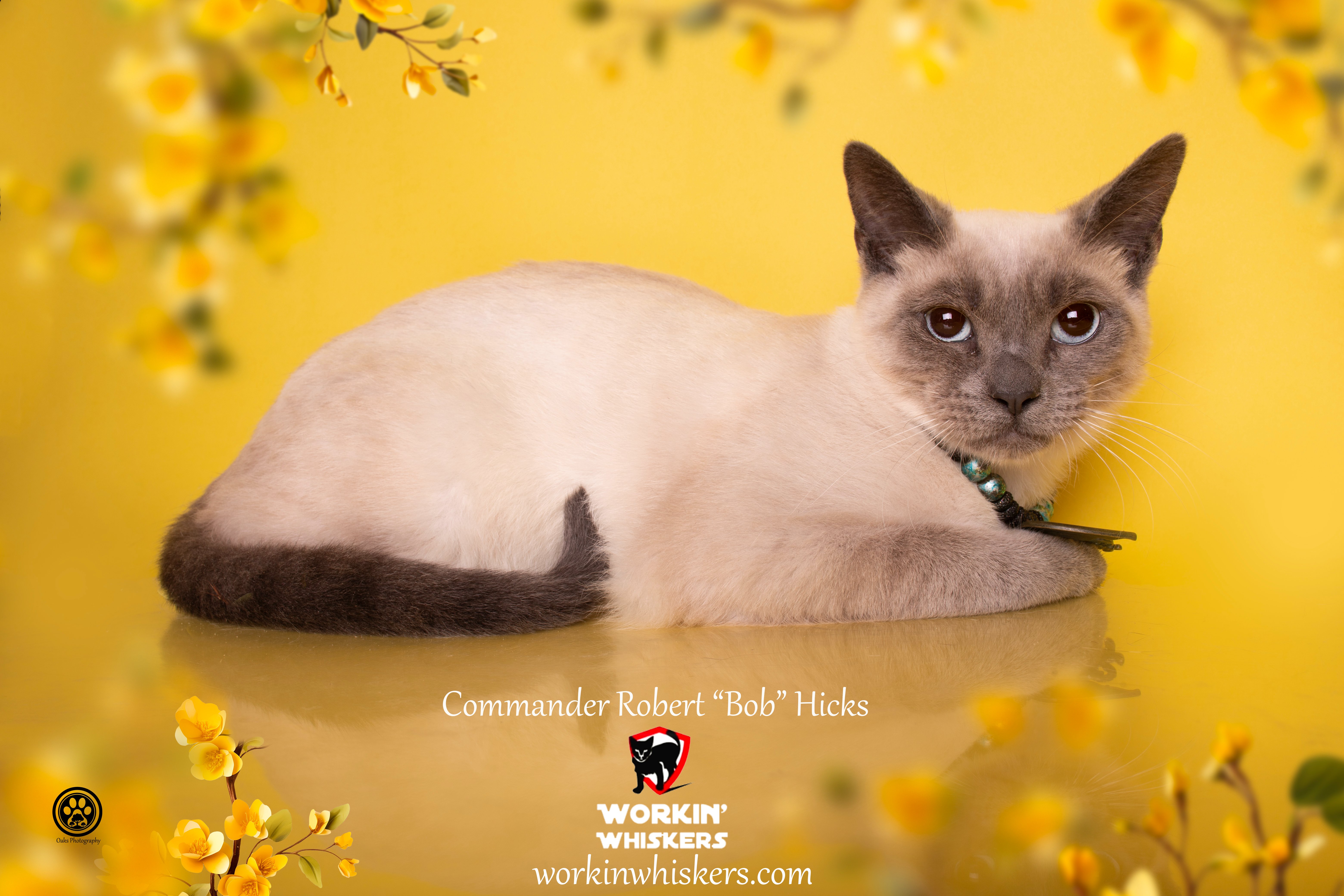 Enlarge COMMANDER ROBERT "BOB" HICKS, a Adoptable mixed breed in HEMET, CA image 3/6