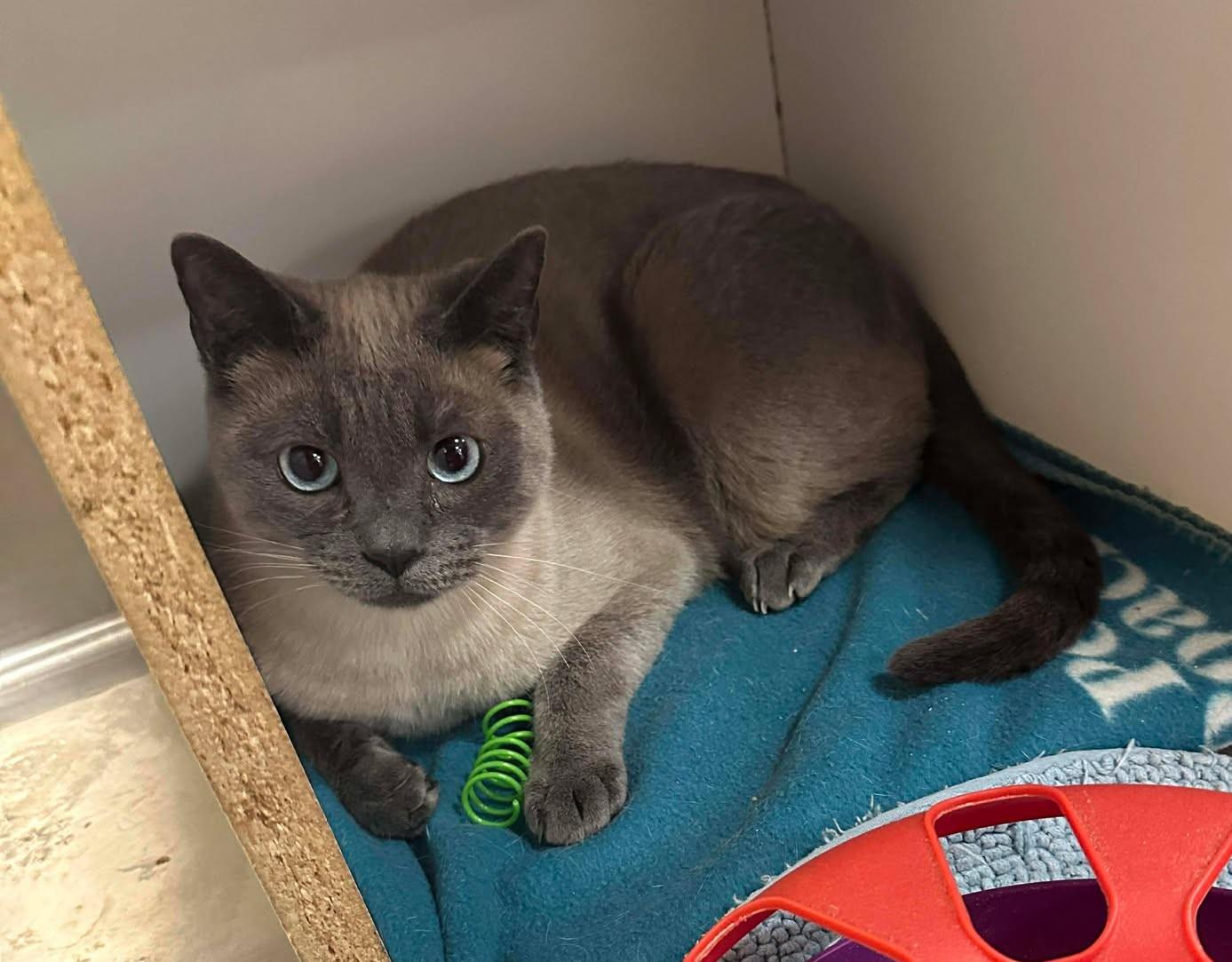 COMMANDER ROBERT "BOB" HICKS, a Adoptable mixed breed in Murrieta, CA image 5/6