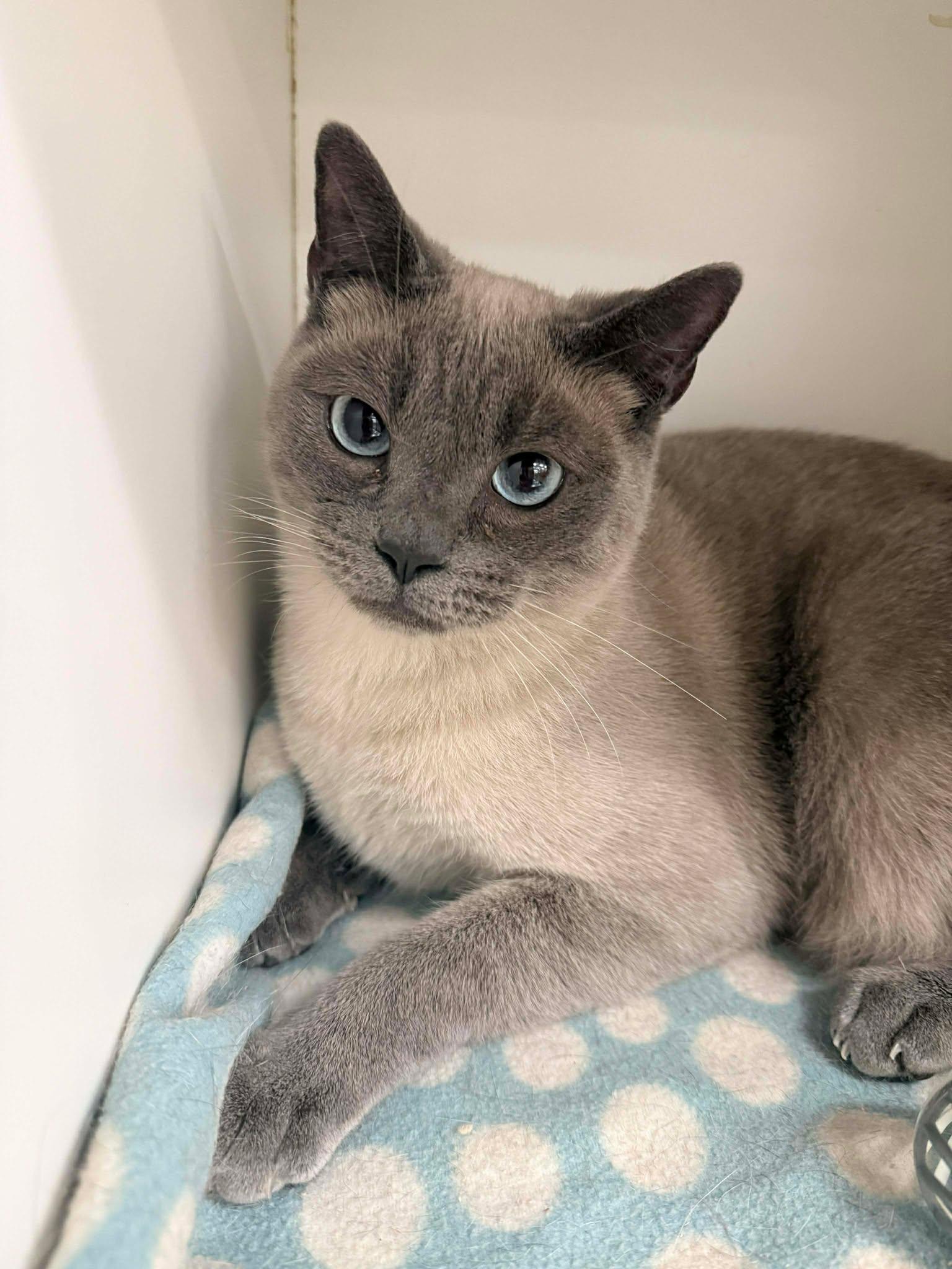 COMMANDER ROBERT "BOB" HICKS, a Adoptable mixed breed in Murrieta, CA image 2/6