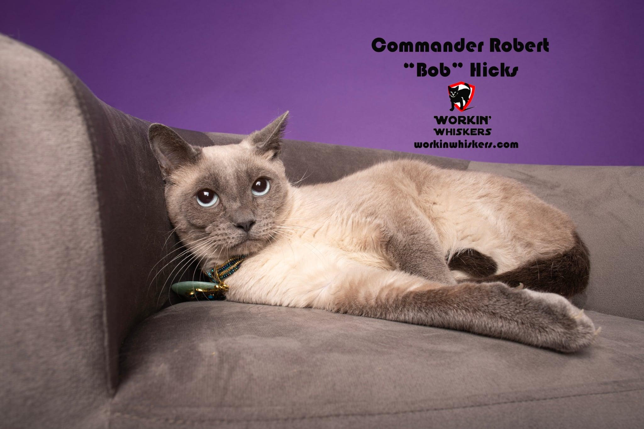 Enlarge COMMANDER ROBERT "BOB" HICKS, a Adoptable mixed breed in HEMET, CA image 1/6