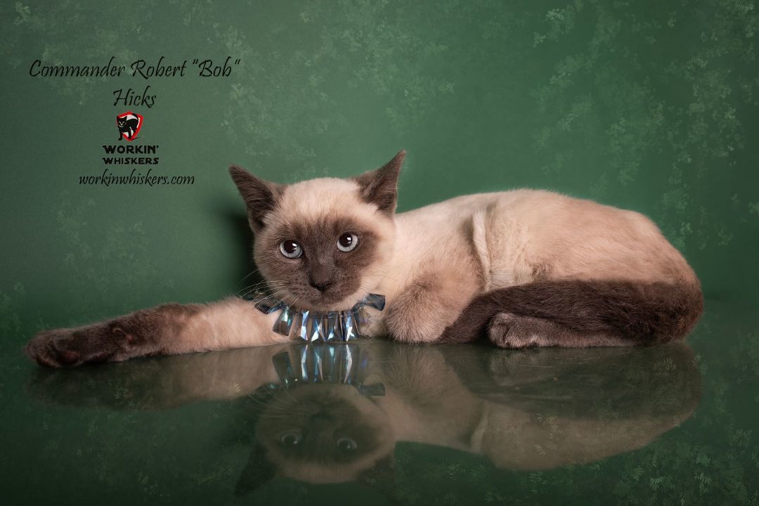 Enlarge COMMANDER ROBERT "BOB" HICKS, a Adoptable mixed breed in HEMET, CA image 5/6