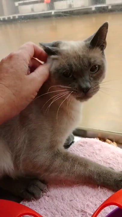 Enlarge COMMANDER ROBERT "BOB" HICKS, a Adoptable mixed breed in HEMET, CA video 6/6