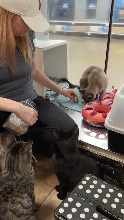 Enlarge COMMANDER ROBERT "BOB" HICKS, a Adoptable mixed breed in Murrieta, CA video 6/6