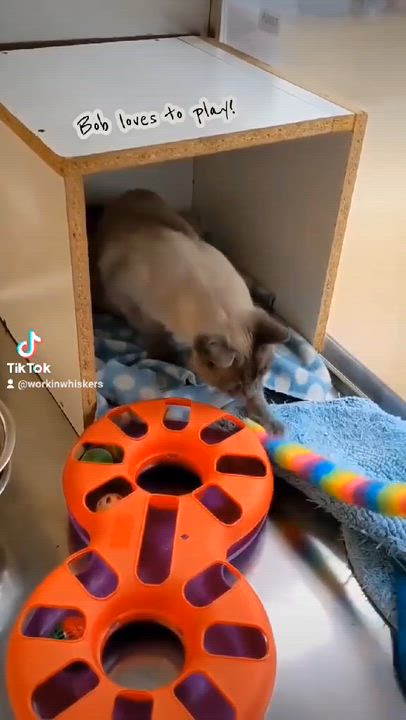 Enlarge COMMANDER ROBERT "BOB" HICKS, a Adoptable mixed breed in Murrieta, CA video 6/6