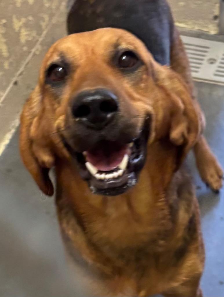 SCARLET, Adoptable, Adult Female Coonhound.