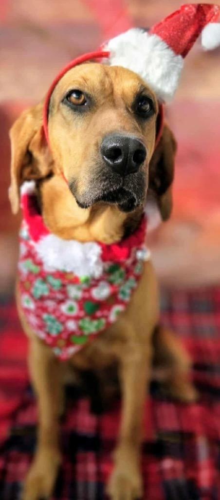 Enlarge SCARLET, a Adoptable Coonhound in Elizabethton, TN image 2/3