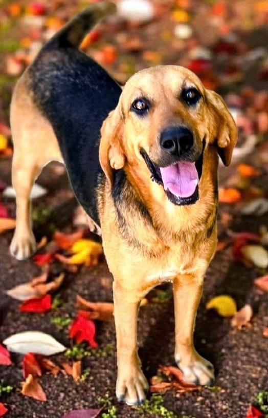 Enlarge SCARLET, a Adoptable Coonhound in Elizabethton, TN image 3/3