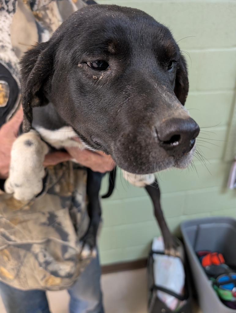 Honi, Adoptable, Puppy Female German Shorthaired Pointer & Australian Cattle Dog / Blue Heeler.