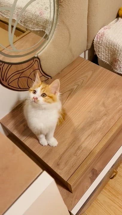 Enlarge Pelli, Callo and Mina, Furry Balls of Love, a Adoptable mixed breed in Somerset, NJ video 5/5