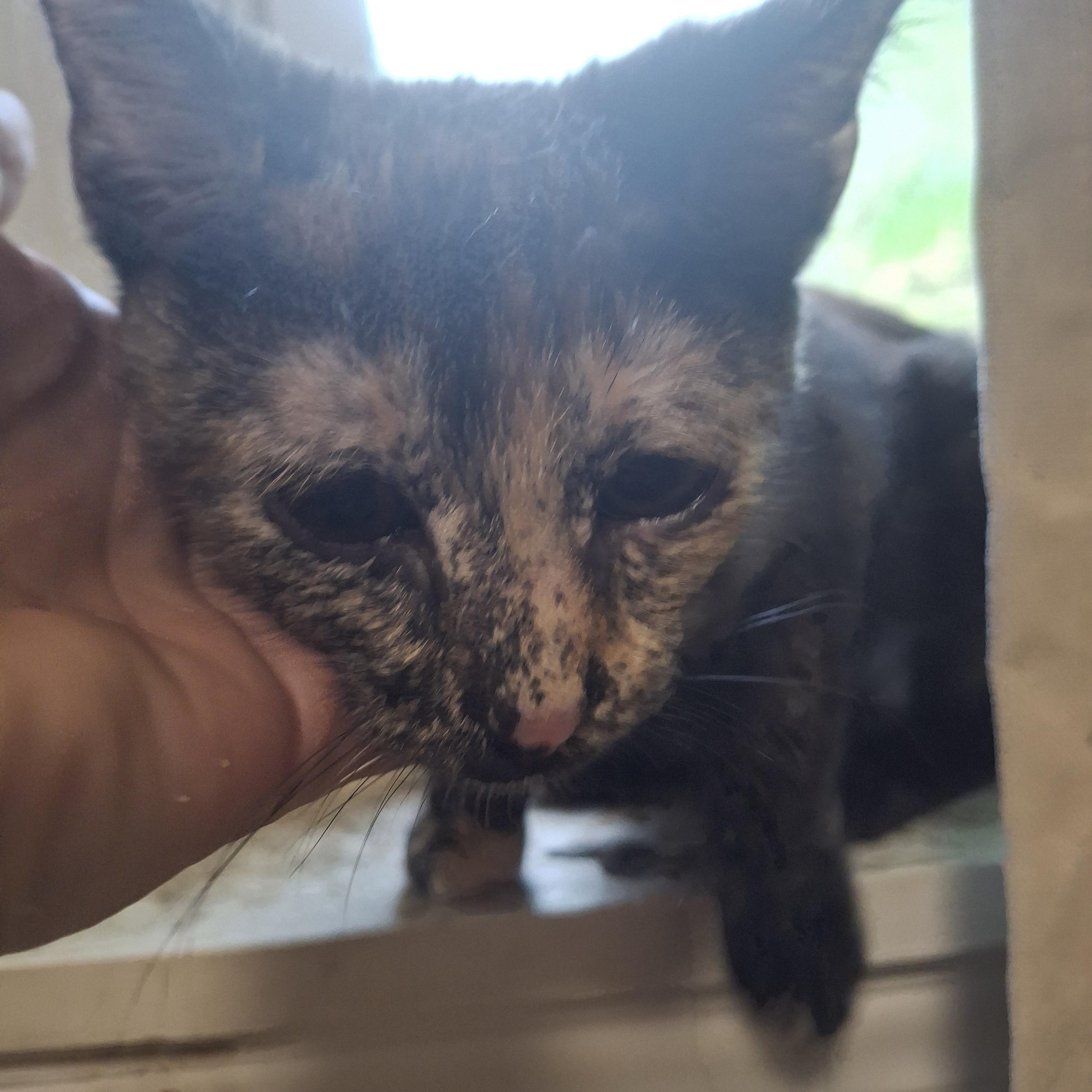 Margo, a Adoptable Tortoiseshell in Lawrenceville, GA image 2/3