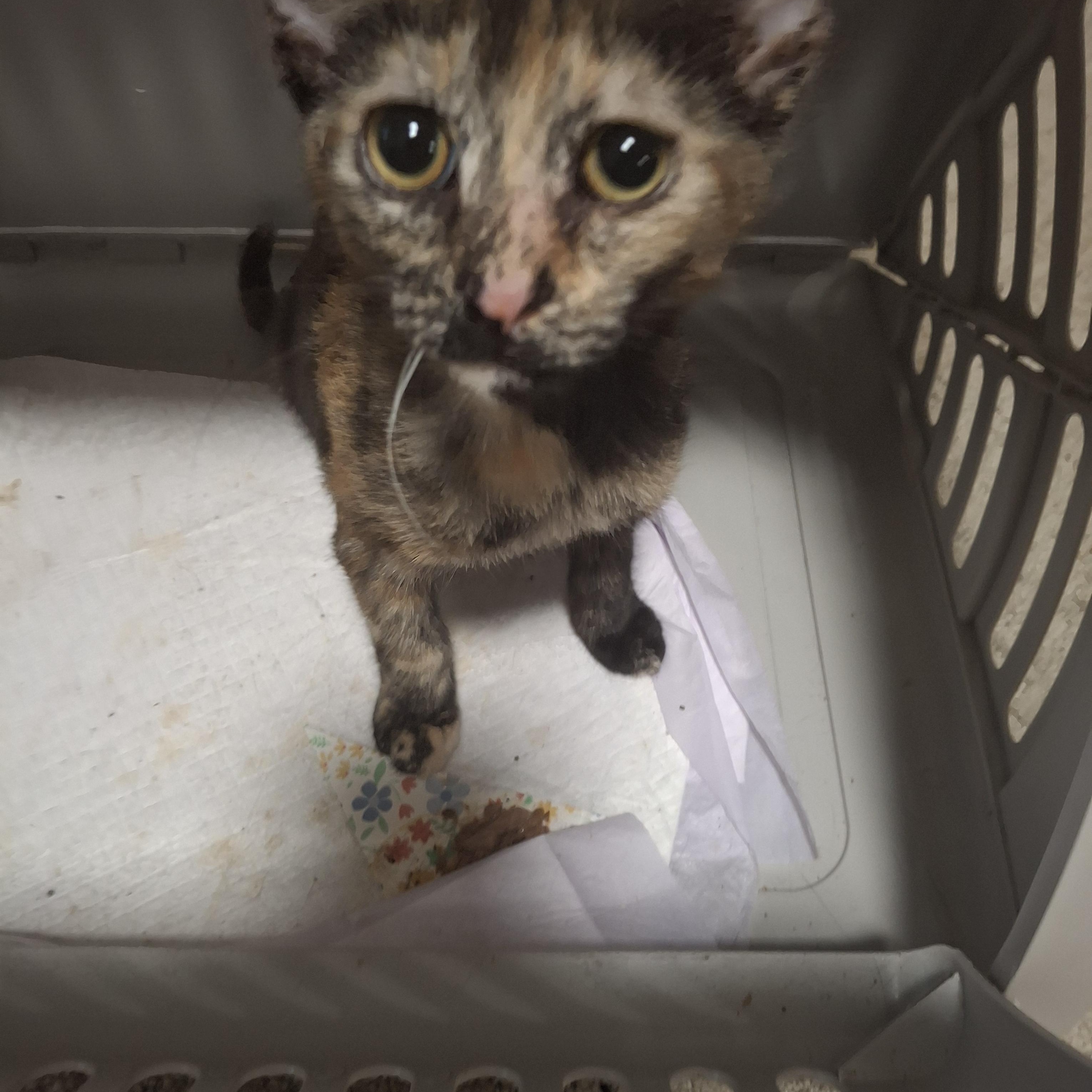 Margo, a Adoptable Tortoiseshell in Lawrenceville, GA image 3/3