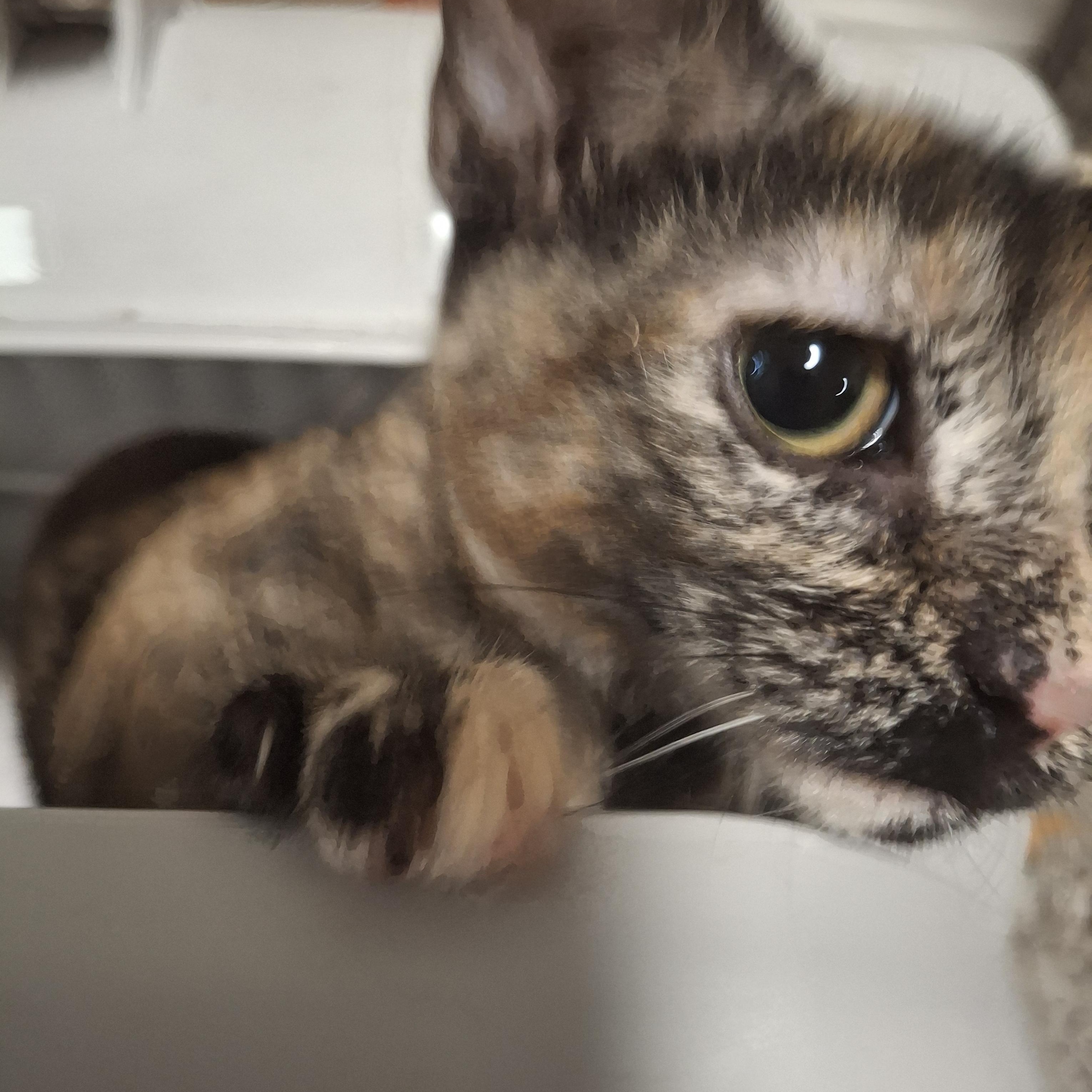 Margo, a Adoptable Tortoiseshell in Lawrenceville, GA image 1/3