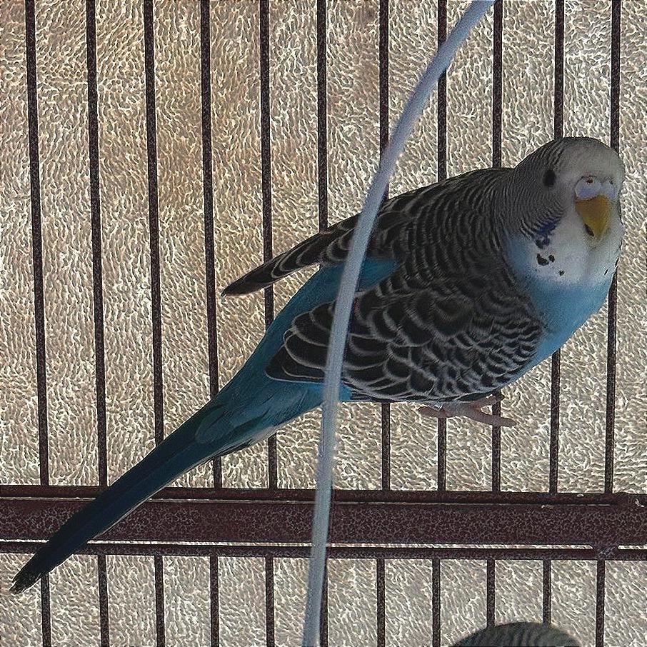 Azure with Skye, Adoptable, Young Female Parakeet (Other).