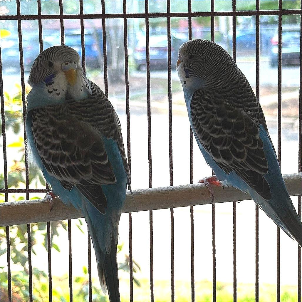 Enlarge Azure with Skye, a Adoptable Parakeet (Other) in Springfield, MA image 2/4