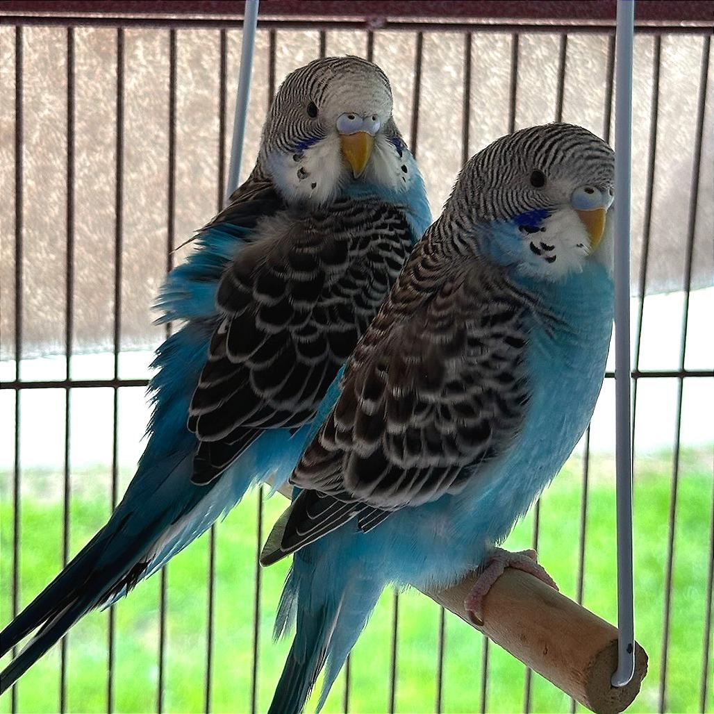 Enlarge Azure with Skye, a Adoptable Parakeet (Other) in Springfield, MA image 3/4