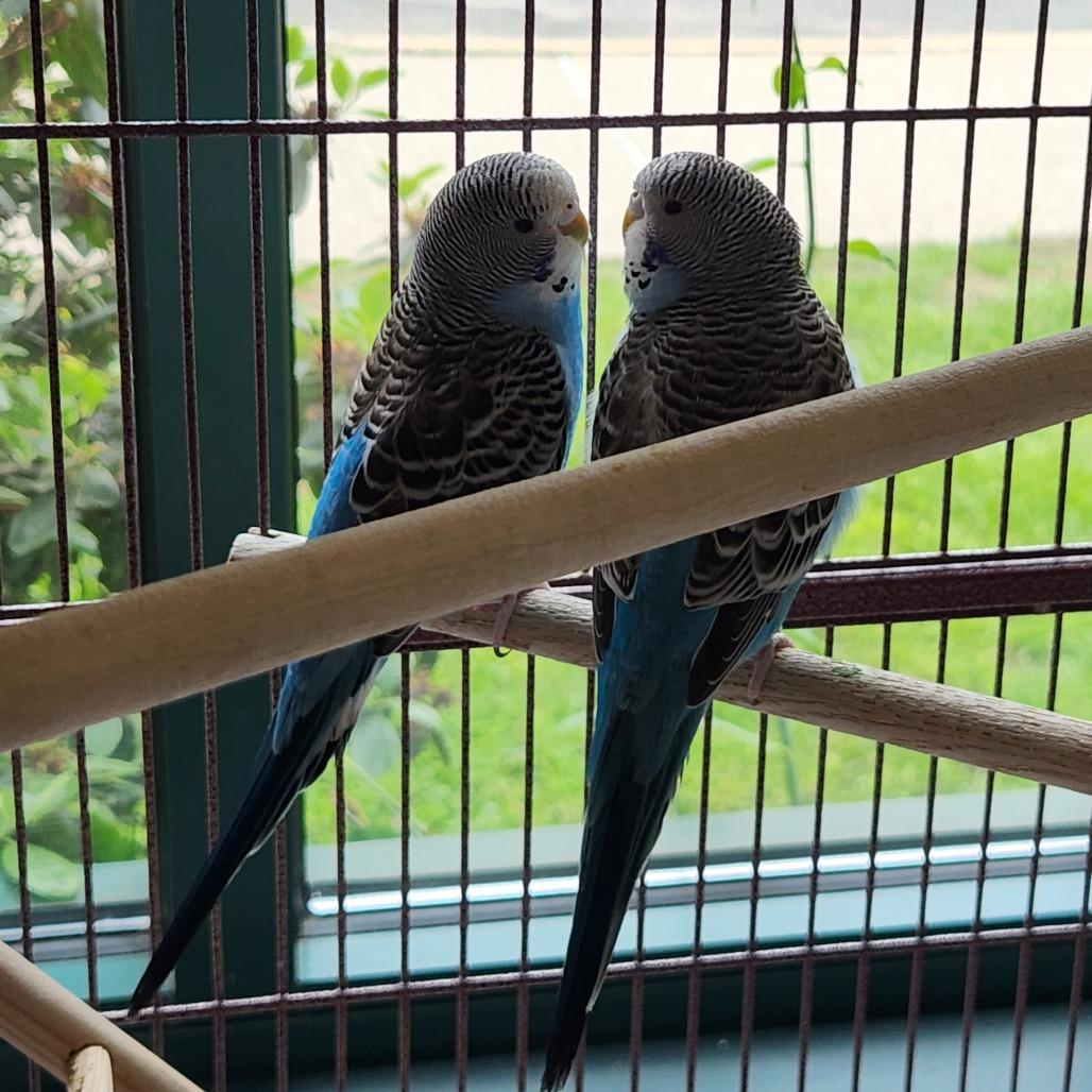 Enlarge Azure with Skye, a Adoptable Parakeet (Other) in Springfield, MA image 4/4