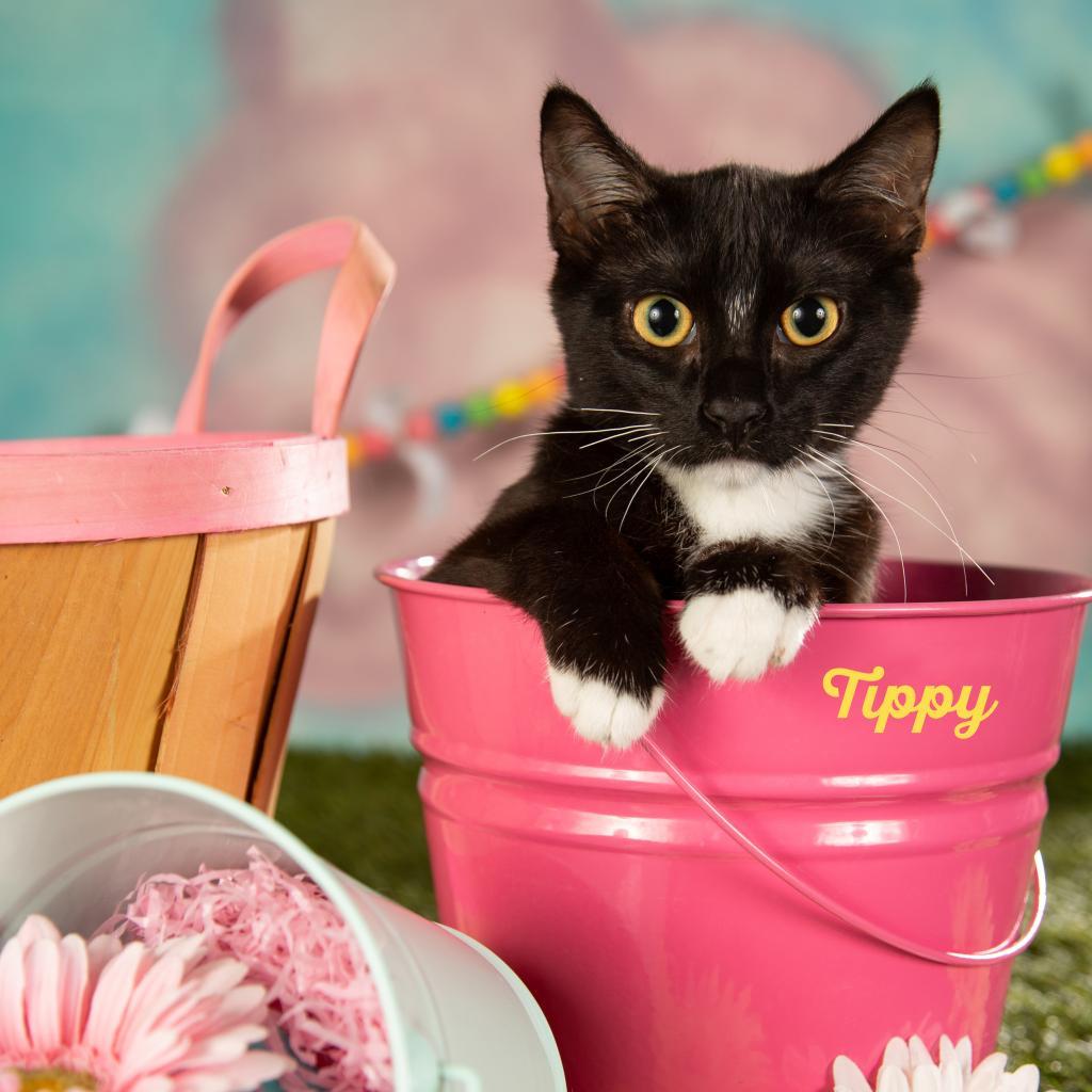 Tippy, Adoptable, Adult Female Domestic Short Hair.