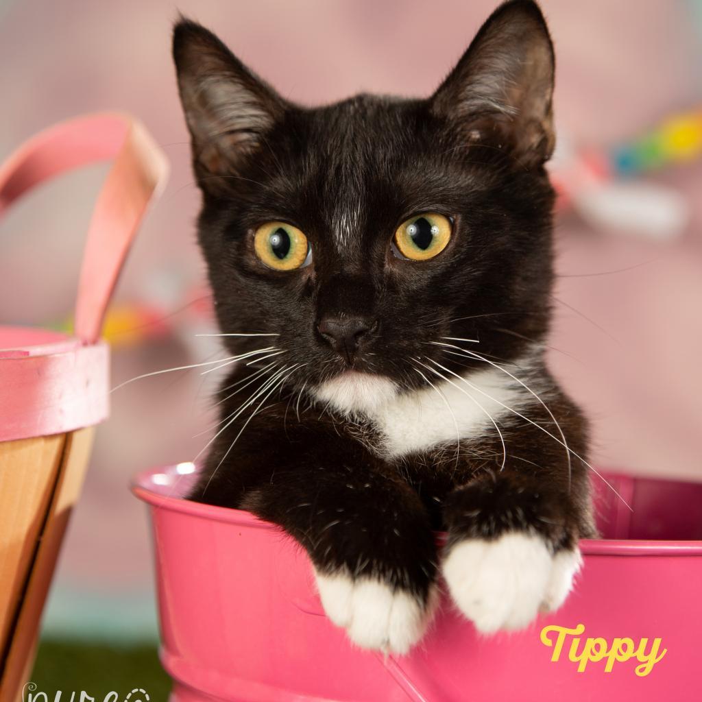 Enlarge Tippy, a Adoptable Domestic Short Hair in Springfield, MO image 2/3