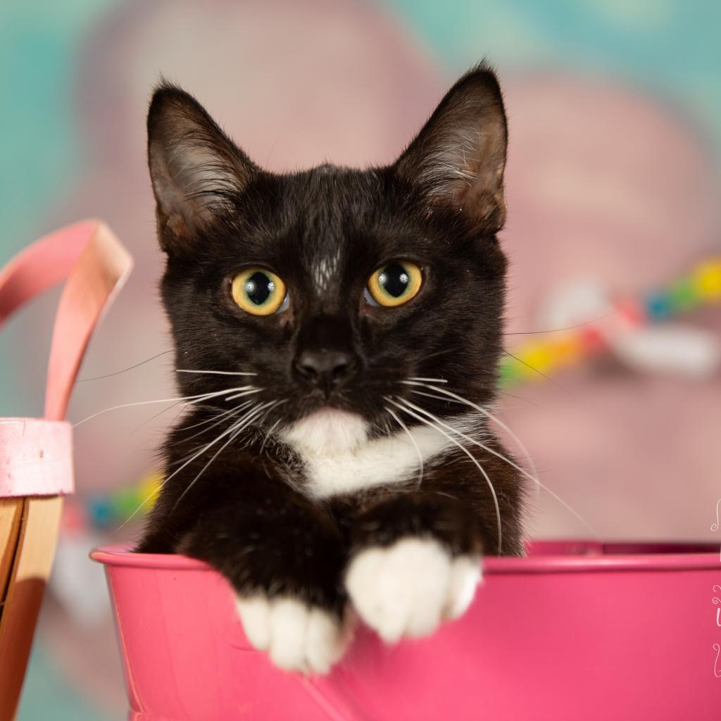 Enlarge Tippy, a Adoptable Domestic Short Hair in Springfield, MO image 3/3