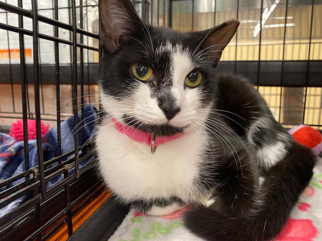 Domino, Adoptable, Young Female Domestic Short Hair.
