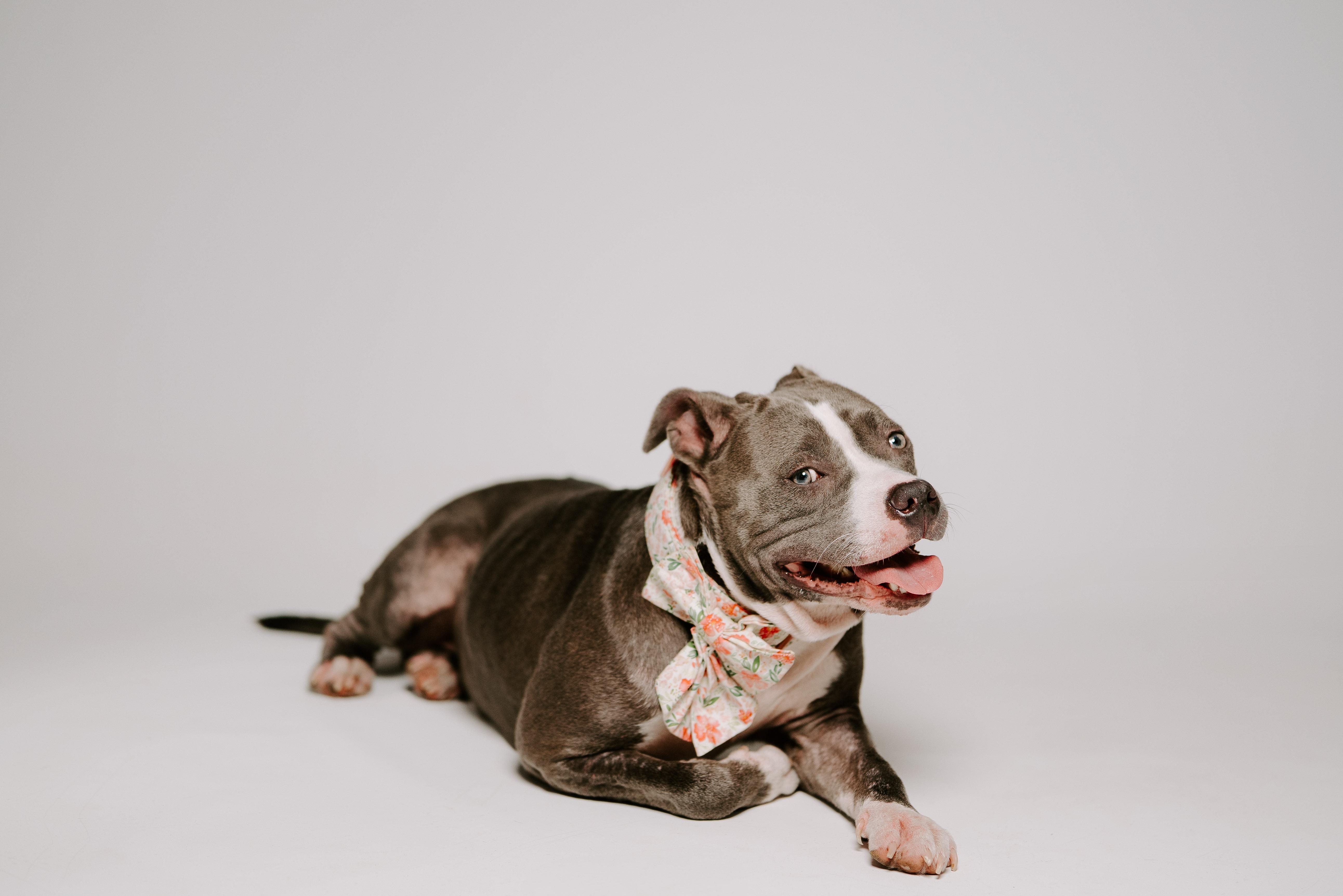 Nena, an adoptable Pit Bull Terrier in Billings, MT, 59101 | Photo Image 4