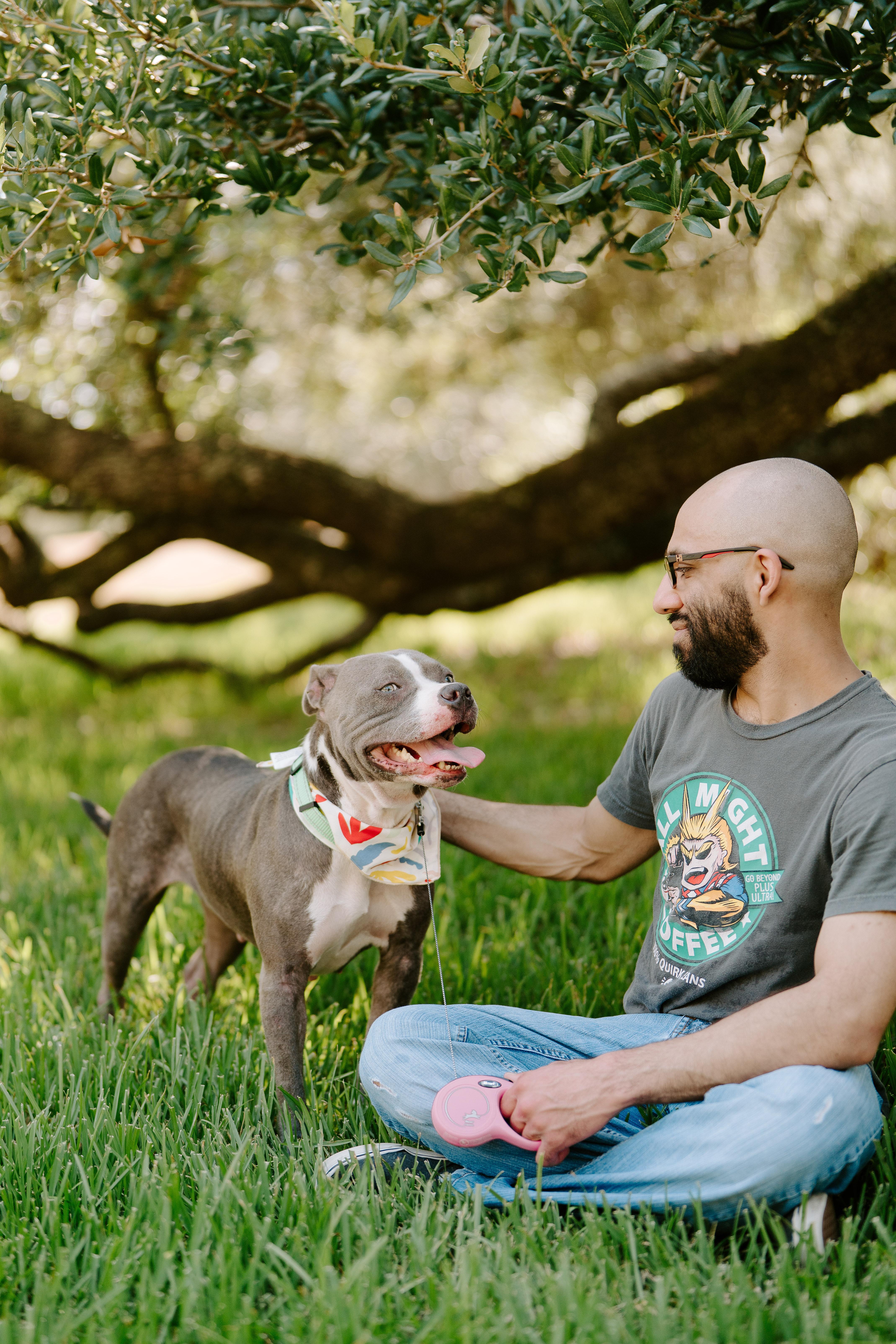 Nena, an adoptable Pit Bull Terrier in Billings, MT, 59101 | Photo Image 3