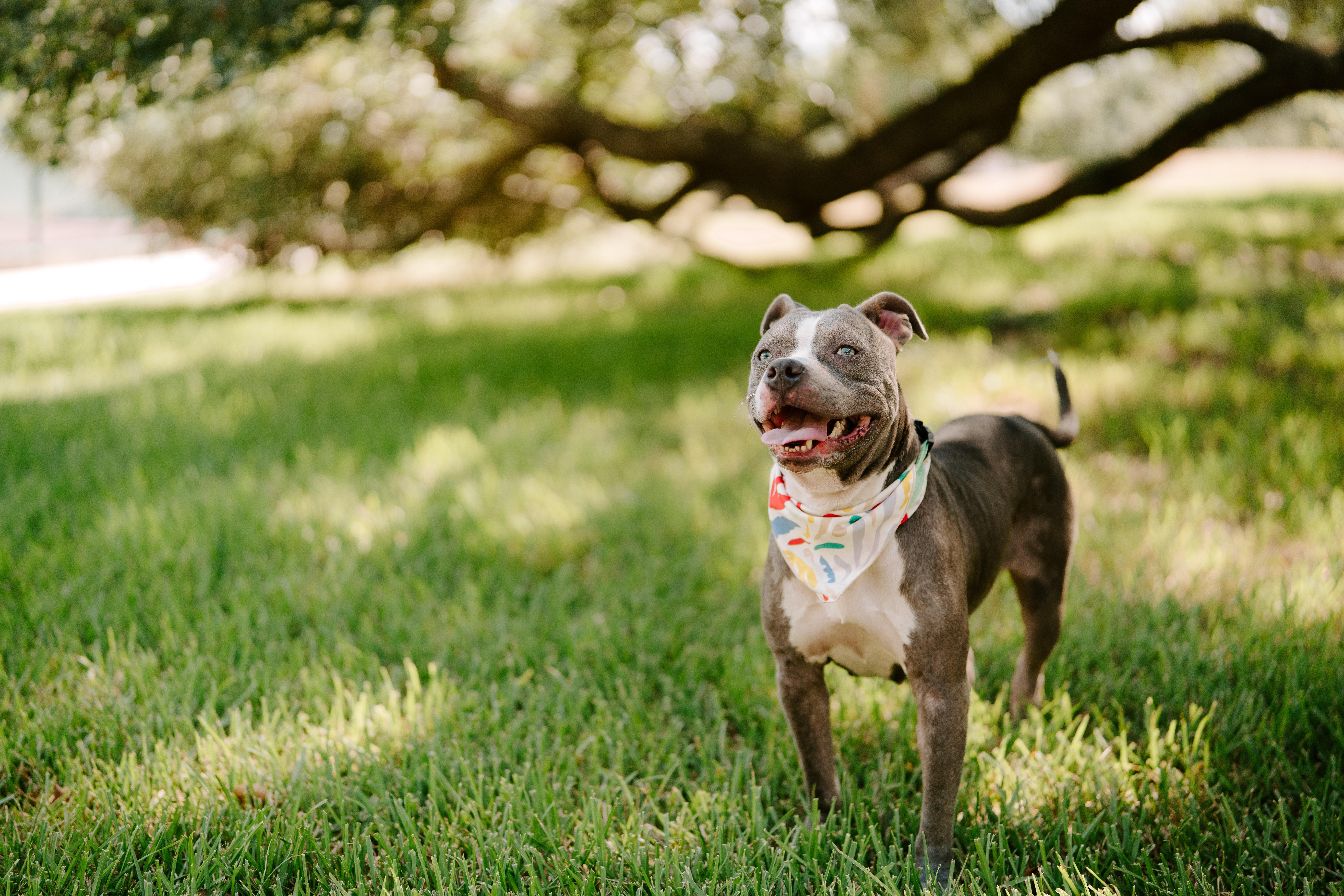 Nena, an adoptable Pit Bull Terrier in Billings, MT, 59101 | Photo Image 2