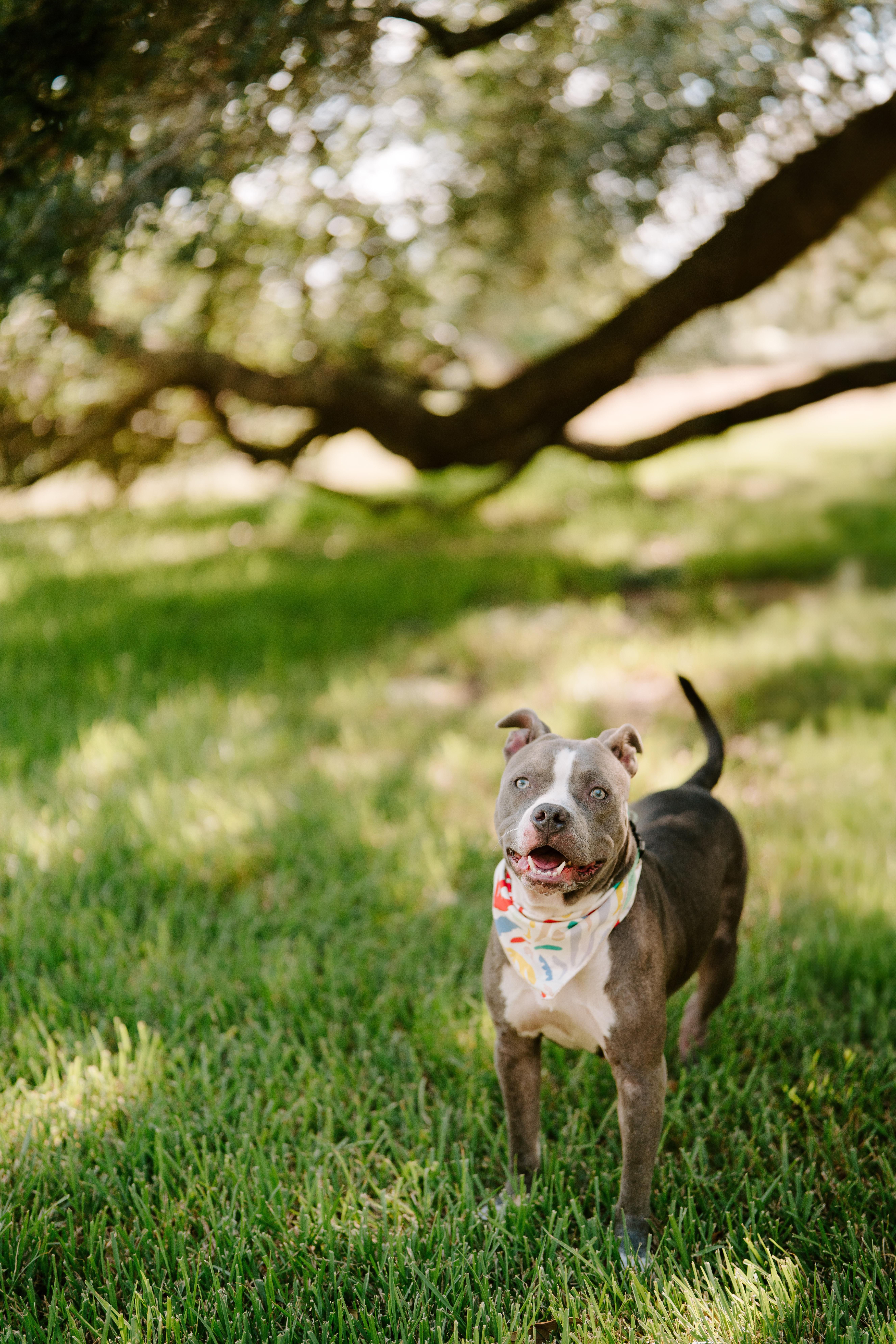 Nena, an adoptable Pit Bull Terrier in Billings, MT, 59101 | Photo Image 5