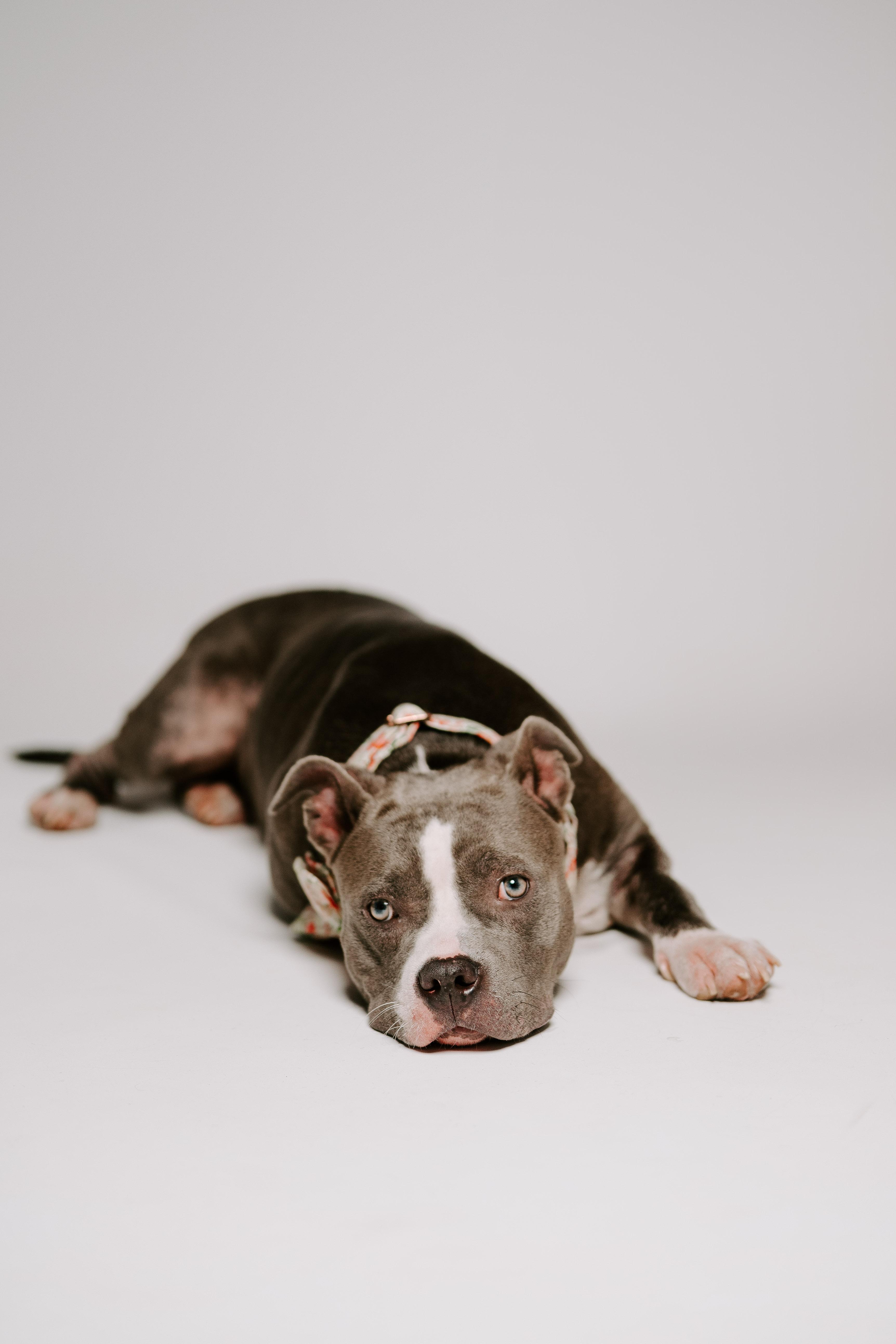 Nena, an adoptable Pit Bull Terrier in Billings, MT, 59101 | Photo Image 1