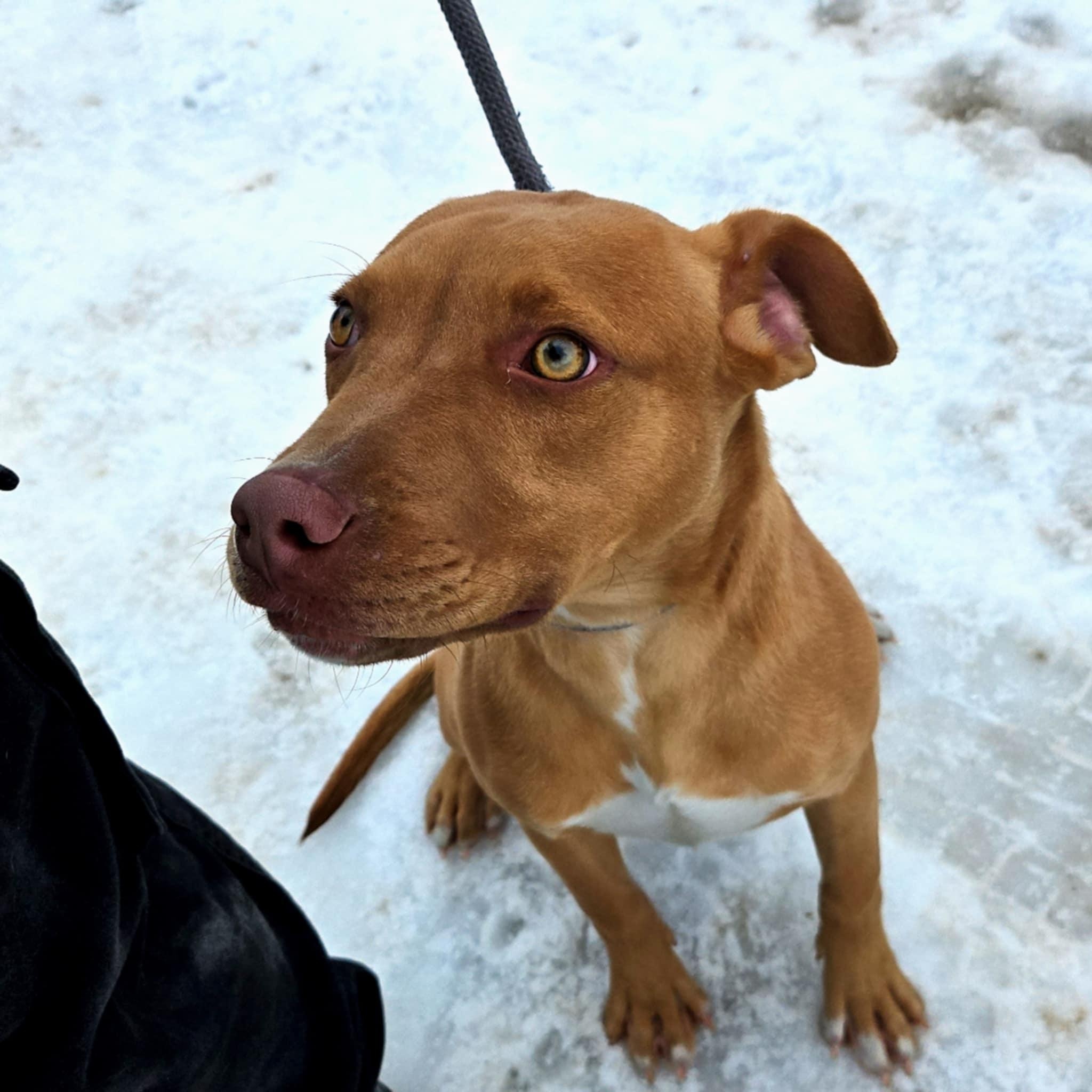 Enlarge Baked Beans, a Adoptable mixed breed in Huntington, WV image 2/4
