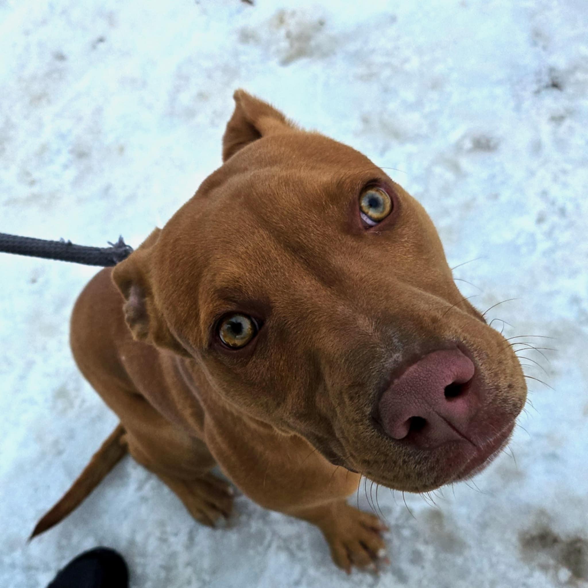 Enlarge Baked Beans, a Adoptable mixed breed in Huntington, WV image 3/4