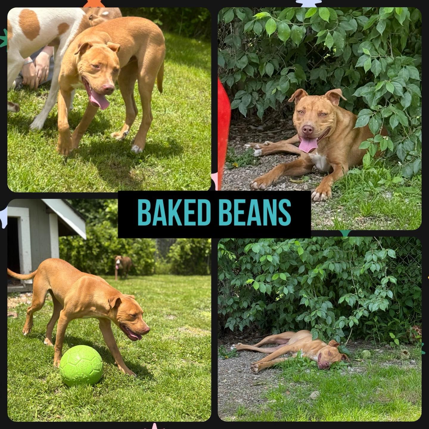 Enlarge Baked Beans, a Adoptable mixed breed in Huntington, WV image 1/4