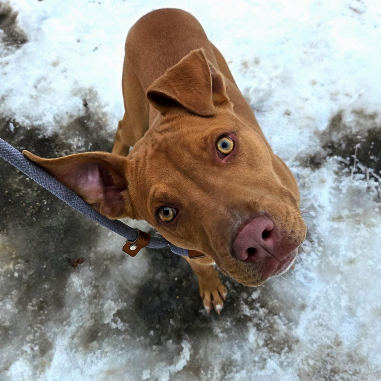 Enlarge Baked Beans, a Adoptable mixed breed in Huntington, WV image 4/4
