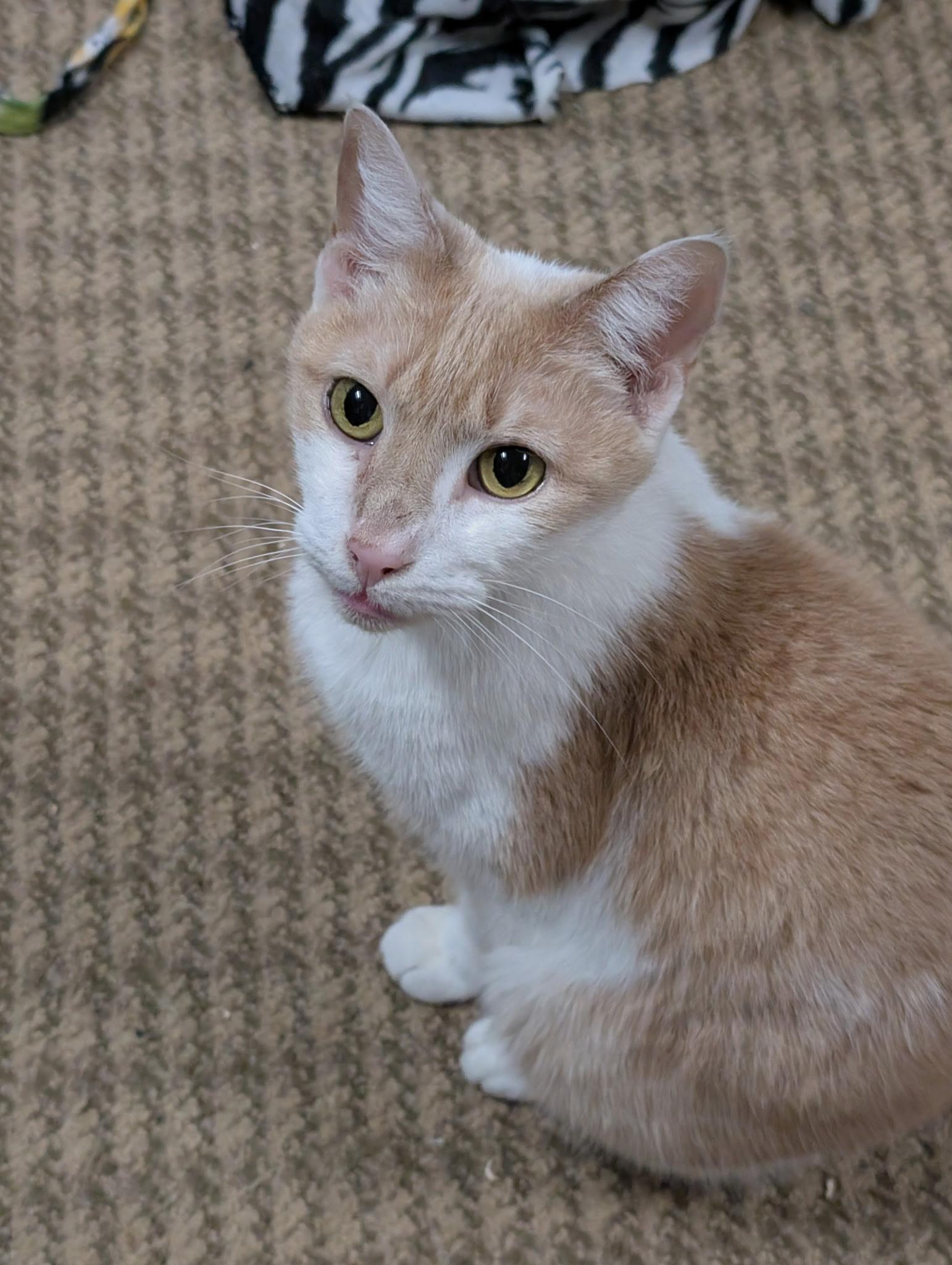 Danny, Adopted, Senior Male Tabby & Domestic Short Hair.