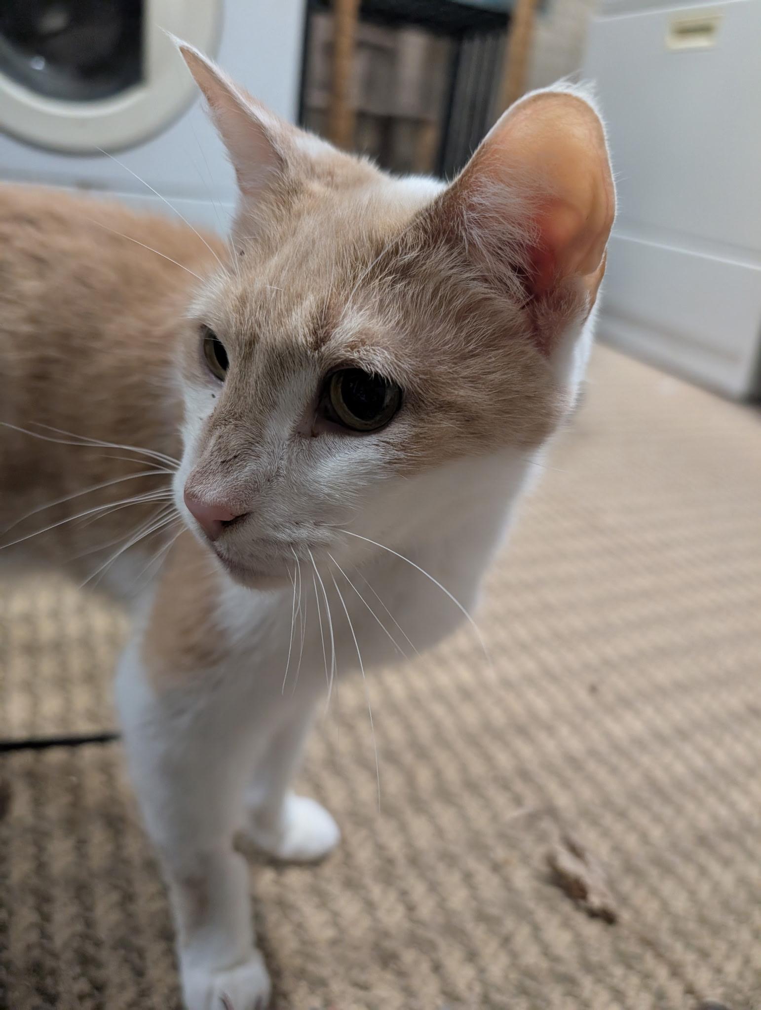 Enlarge Danny, a Adopted mixed breed in Cedars, PA image 2/3