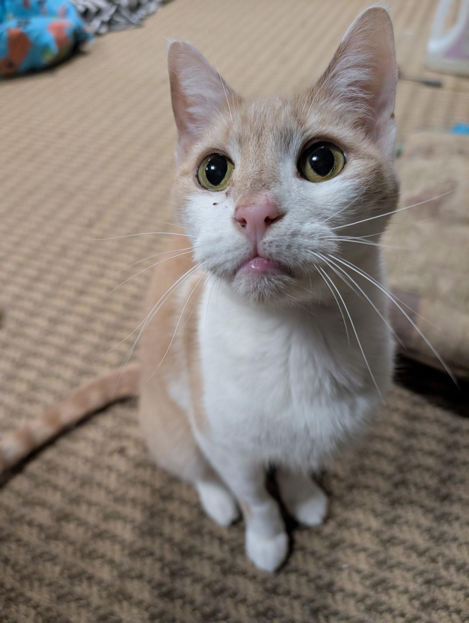 Enlarge Danny, a Adopted mixed breed in Cedars, PA image 3/3