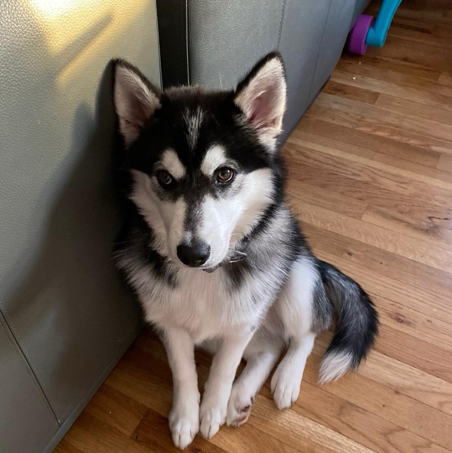 Nikki, an adoptable Pomsky in Stamford, CT, 06901 | Photo Image 5