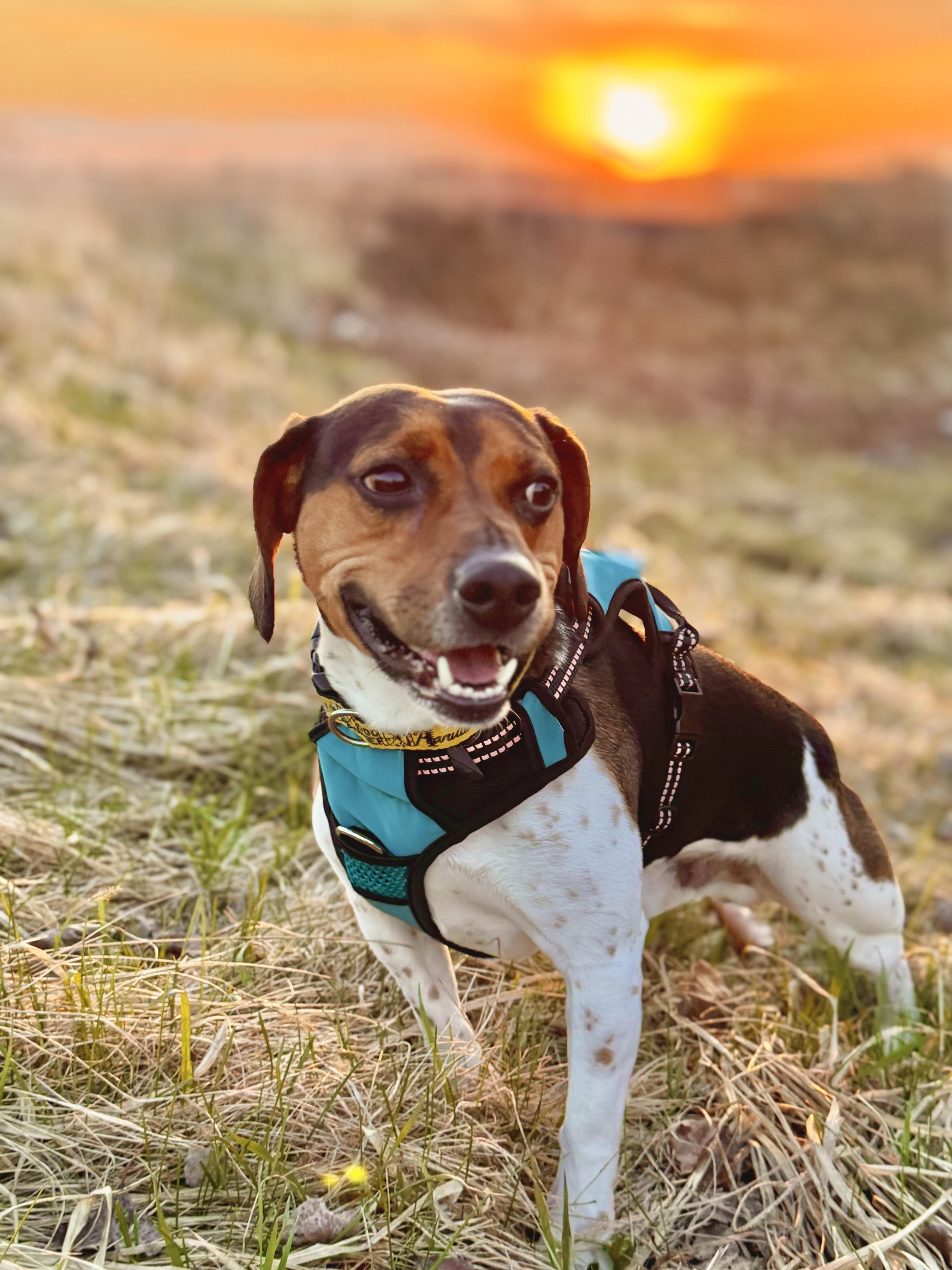 Enlarge Max, a ADOPTABLE mixed breed in Glenwood City, WI image 2/4