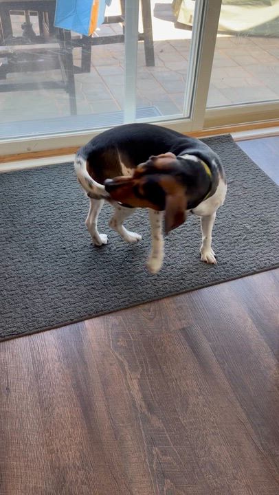 Enlarge Max, a ADOPTABLE mixed breed in Glenwood City, WI video 4/4