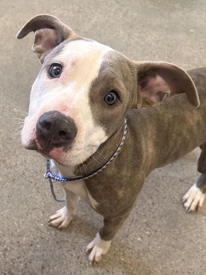 Jolie