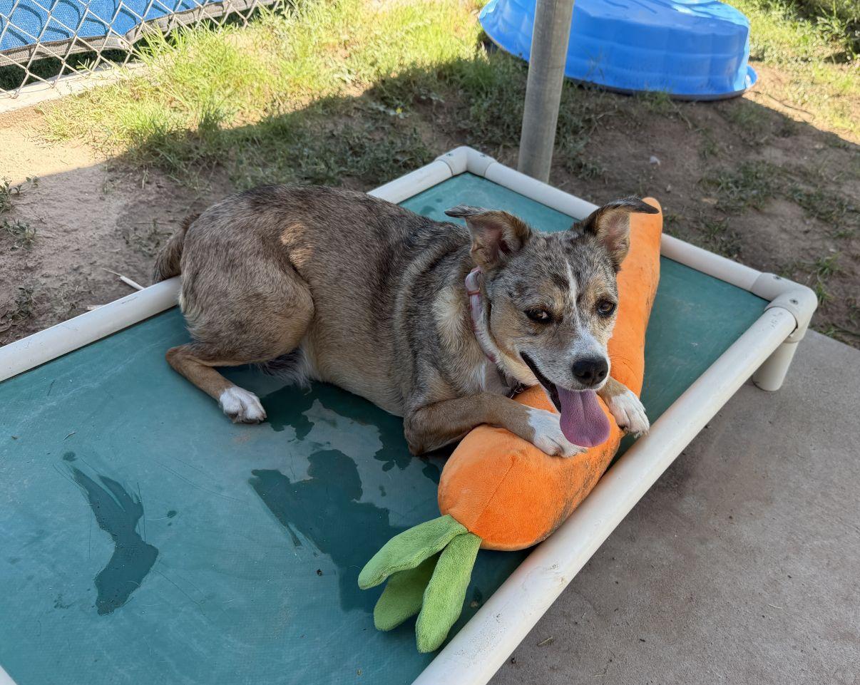 Gia, Adoptable, Adult Female Australian Cattle Dog / Blue Heeler & Australian Shepherd.