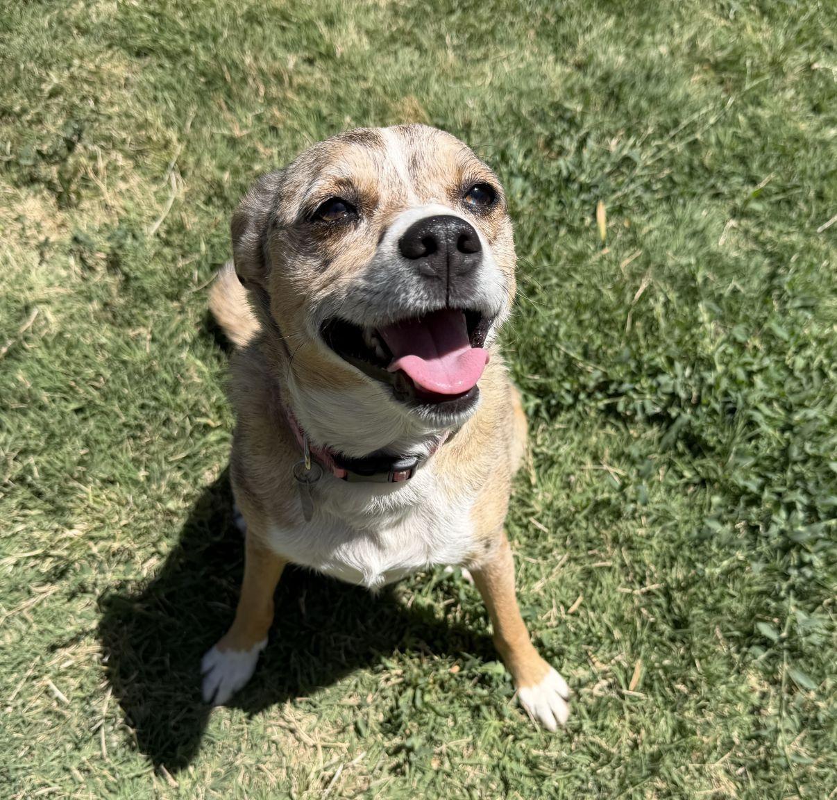 Enlarge Gia, a Adoptable mixed breed in El Paso, TX image 3/6