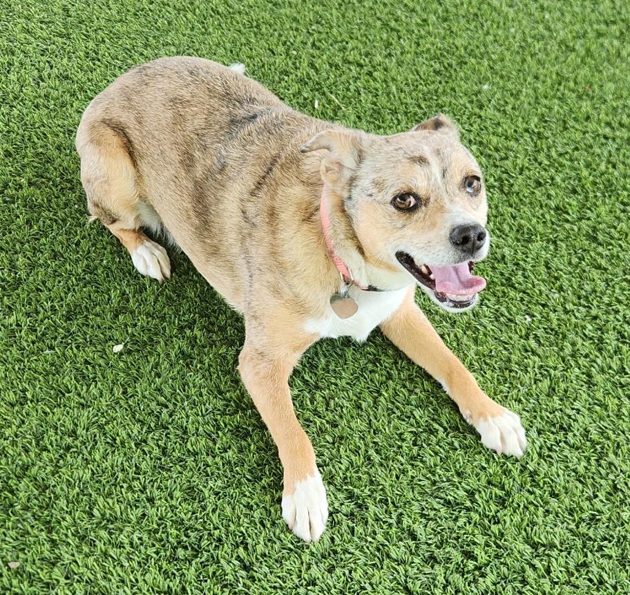 Enlarge Gia, a Adoptable mixed breed in El Paso, TX image 6/6