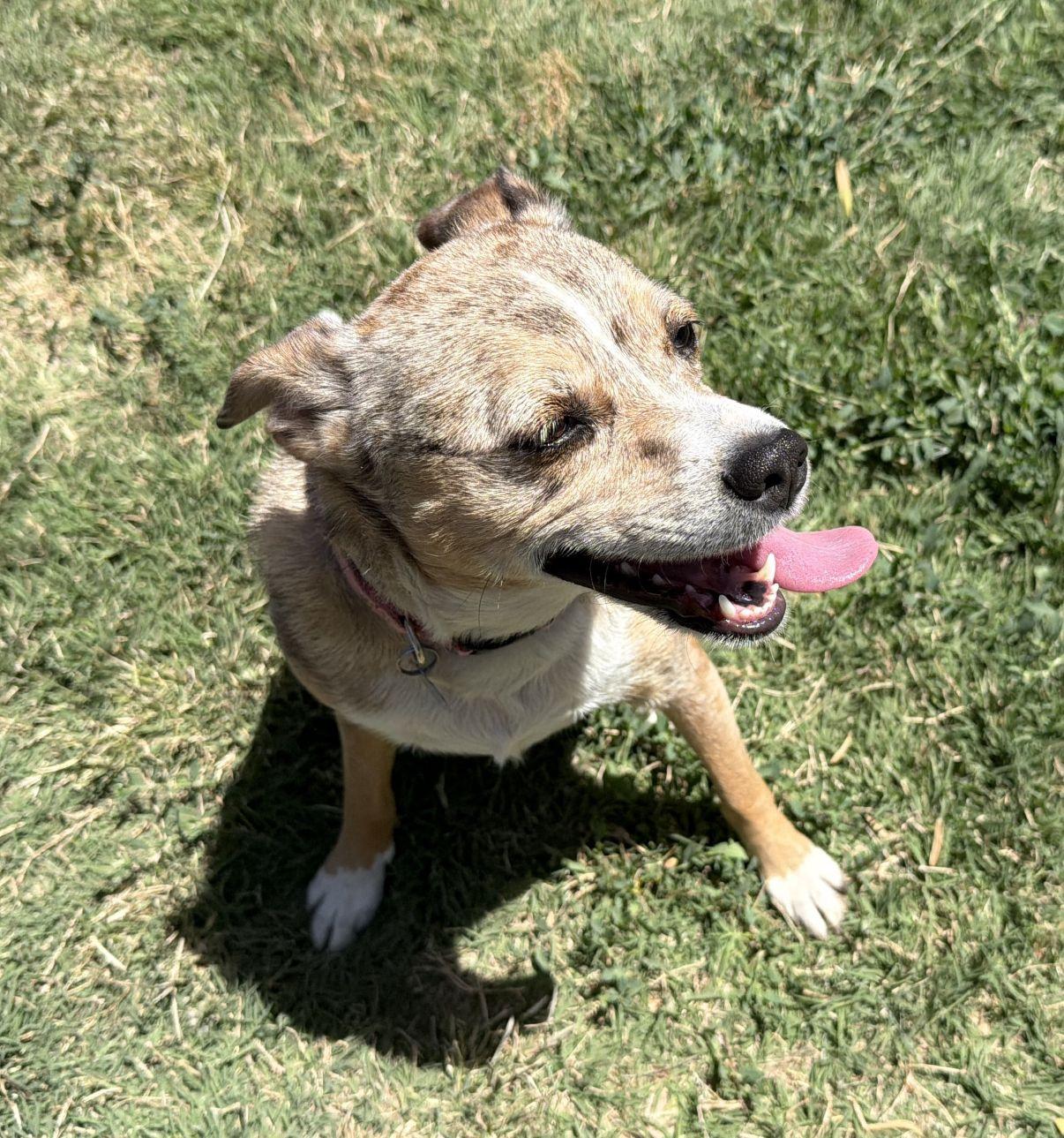 Enlarge Gia, a Adoptable mixed breed in El Paso, TX image 4/6