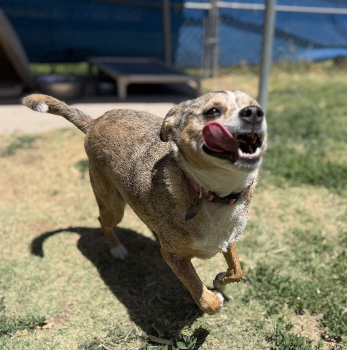 Enlarge Gia, a Adoptable mixed breed in El Paso, TX image 5/6