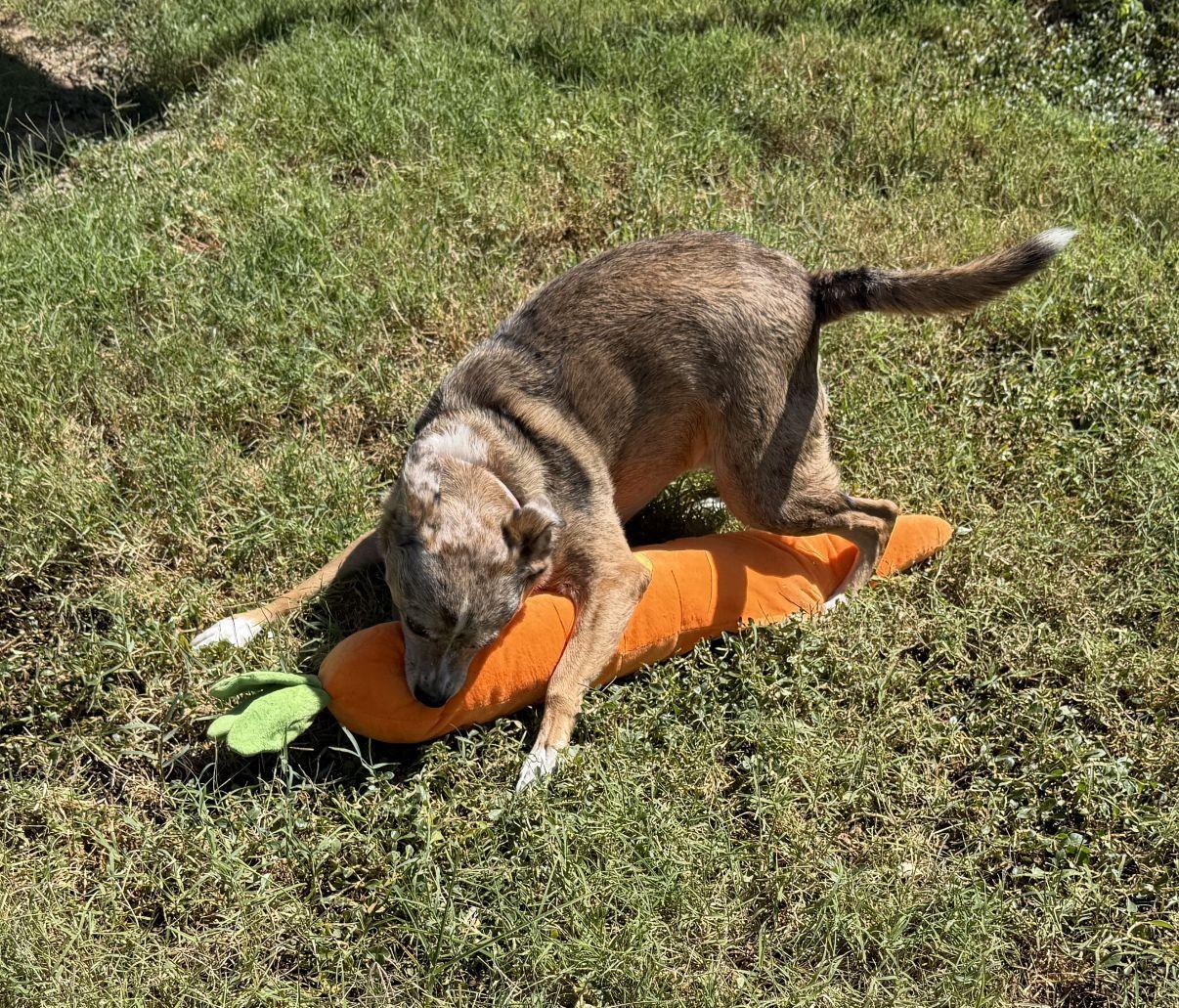Enlarge Gia, a Adoptable mixed breed in El Paso, TX image 2/6