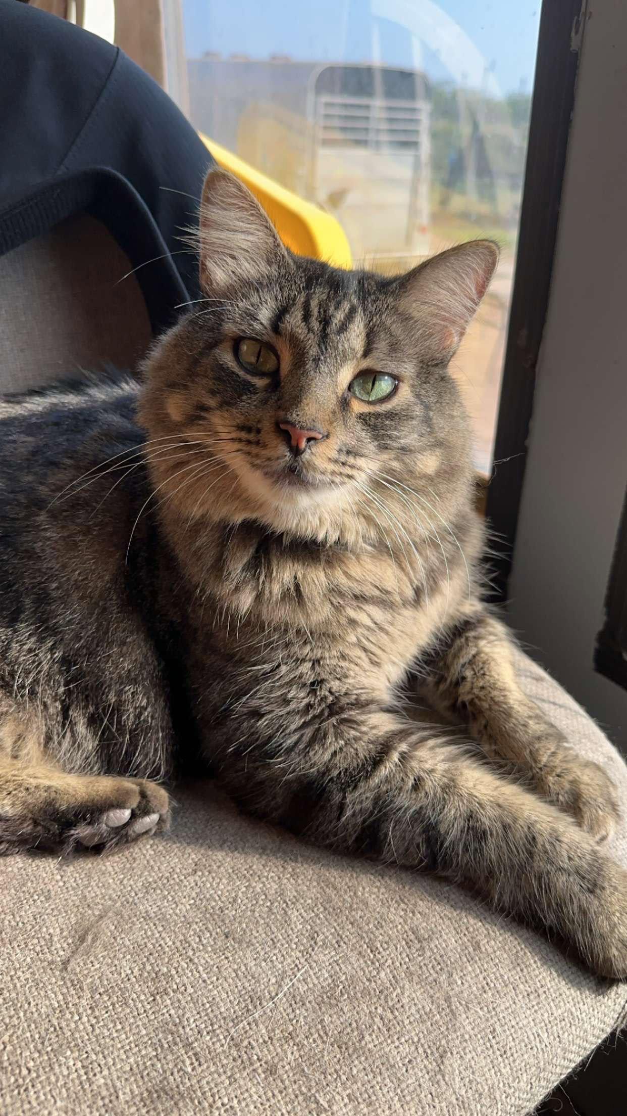 Gus, Adoptable, Adult Male Domestic Medium Hair.